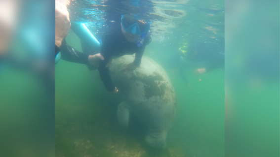 Chase in the water with manatees