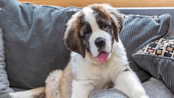 Wish kid Kaelee's dog