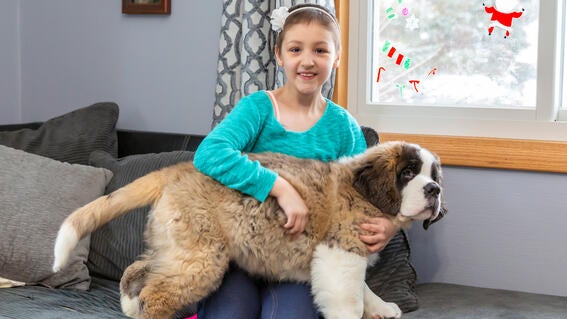 Kaelee Saint Bernard Puppy