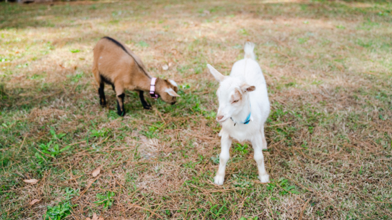 Madison's pet goats, Percy and Mina