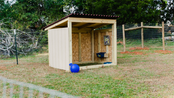 The sleeping barn for Madison's goats.