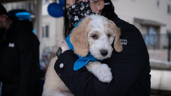 Luke_puppy_akwa