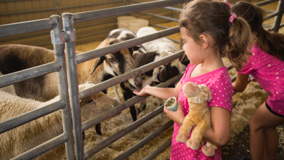 Wish kid Sabrina pets goats