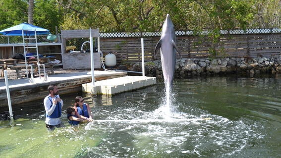Hannah swims with dolphins