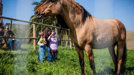 Corah's Wish to Meet Siprit