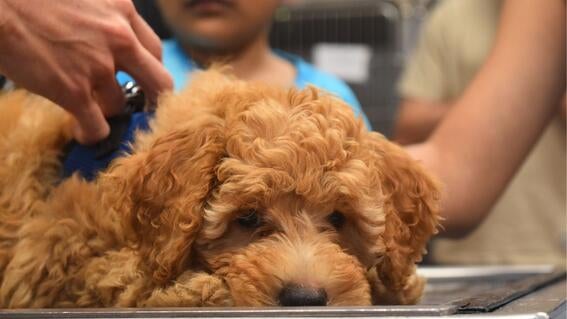 Puppy Cooper