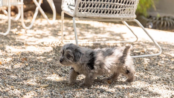Vaughn puppy 4- Greater LA