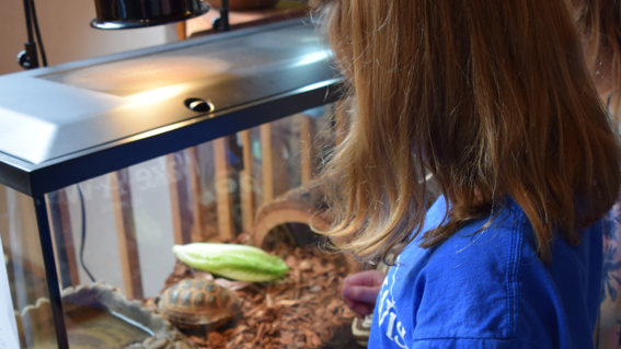 Mazie looks at a new turtle friend in a tank.