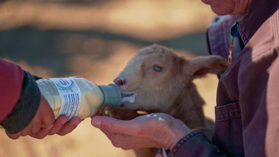 Walk for Wishes Ambassador Annie - Bottle Feeding Goat