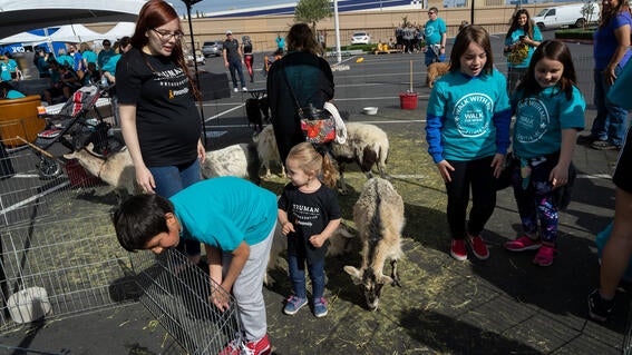 Petting Zoo 2020