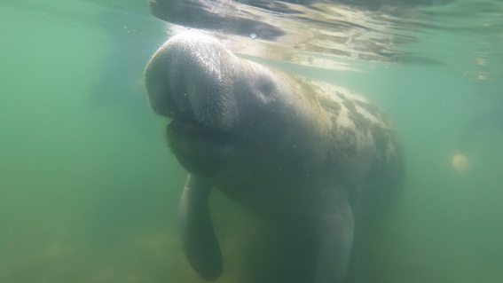 manatee