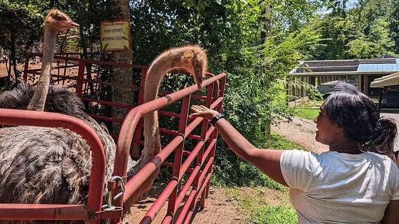 Bryanna feeding an ostrich
