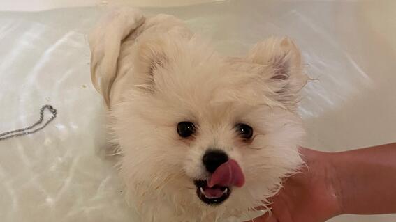 Prince taking a bath