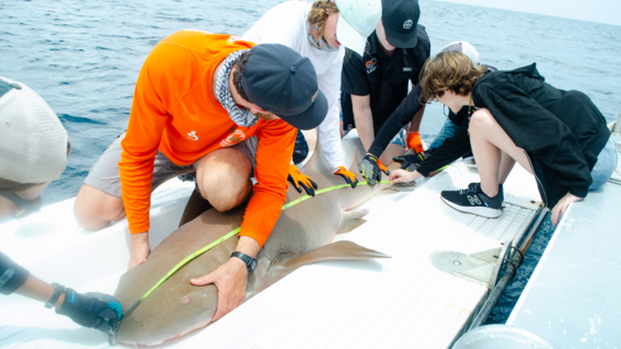 Emily measures a shark