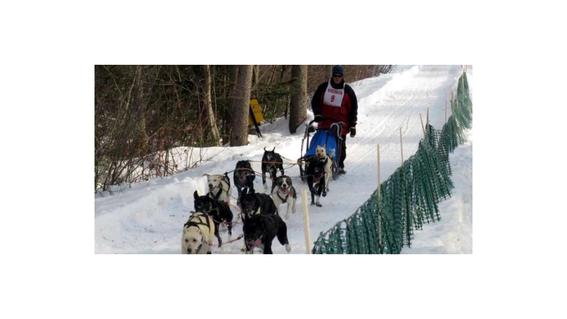 Musher at Can't Depend on Snow