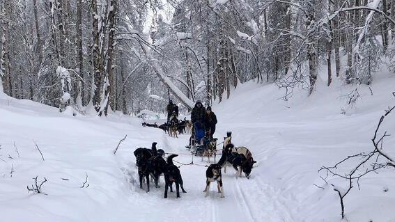 Yuval and family dog sledding