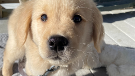 Judah's Wish to have a Puppy