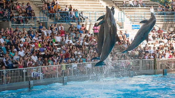 6,000th wish celebration at Six Flags Marine World