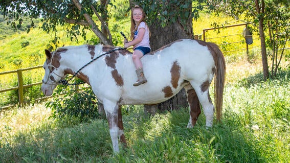 Horse