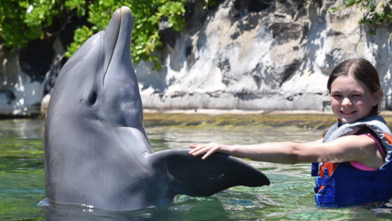 Reese Dolphin