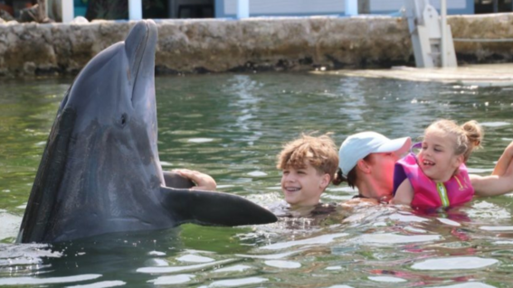 Dolphin