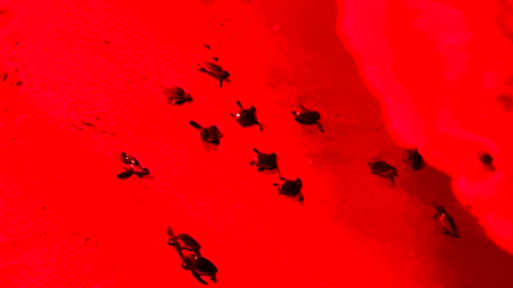 Miles' favorite memory was watching the turtle release at the beach.