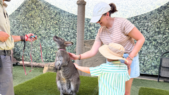 Kangaroo