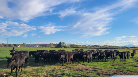 waygu_beef_auction