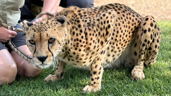 Cheeta