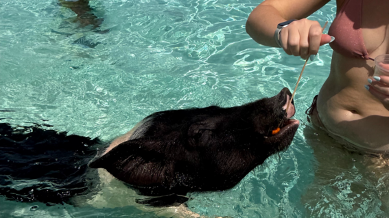 Briana swimming with pigs in The Bahamas