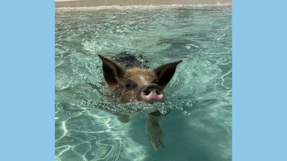One of the famous Bahamas Swimming Pigs in action!