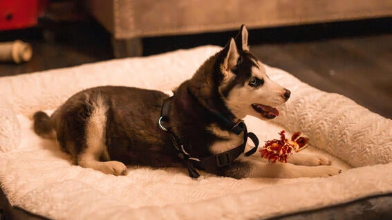 Finding Comfort and Strength in a Four-Legged “Furever” Friend