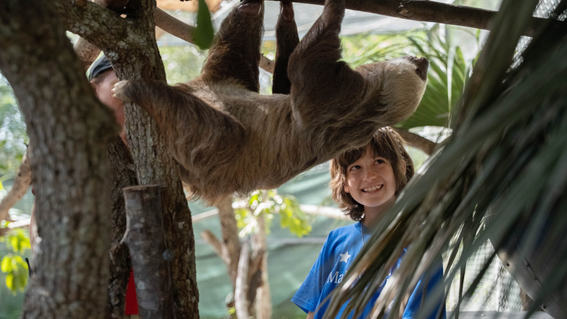 Emmy's Sloth Surprise