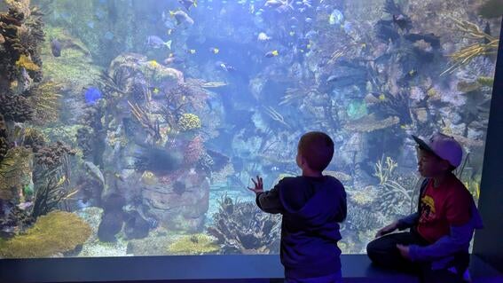 Zane at the aquarium