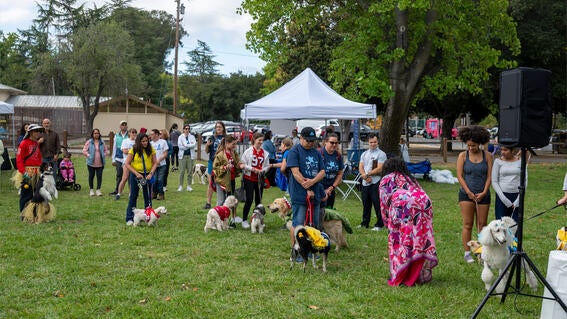 Dogs and owners line up beside the stage