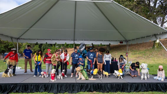 Multiple dogs and their owners stand on stage for the dog costume contest