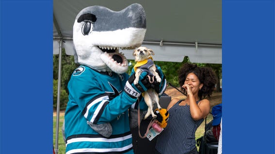Sharkie attempts to eat the taco dog