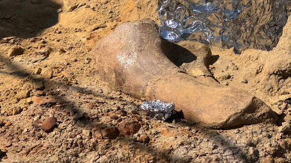 Photo of a dinosaur bone discovered on the dig