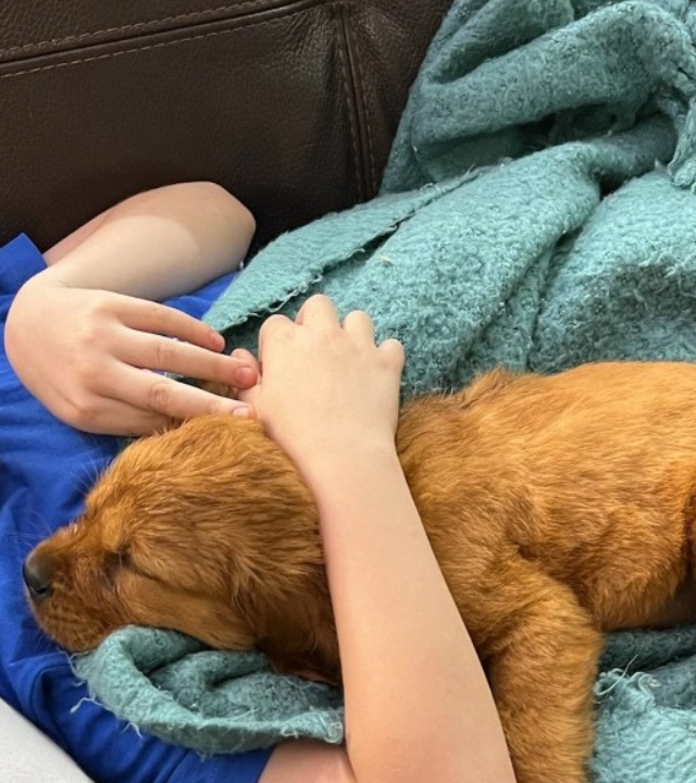 Aven_Wish_Puppy