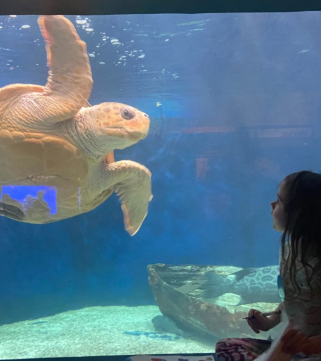Susanna_Wish_Turtle