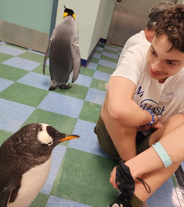 Jack Penguin Hero