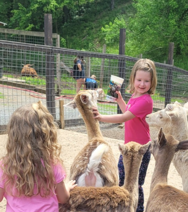 Lillian_Petting_Zoo