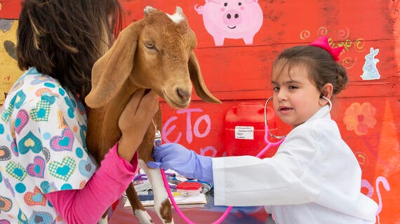 Dalianys examinando una cabrita