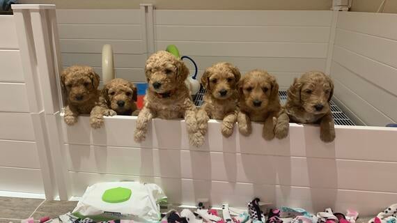 The Wish Litter from Daisy's Delightful Doodles