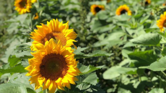 A field of sunflowers