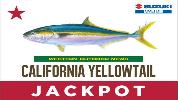 Yellowtail Jackpot