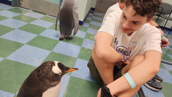 Jack Penguin Hero