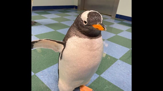 Jack Penguin Walking