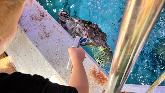 Miles had the opportunity to become a turtle expert, learning about feeding, excavating the nest and counting the eggs.