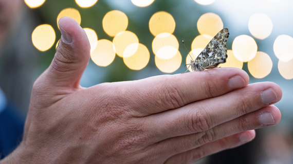 Butterfly perched atop a person's hand